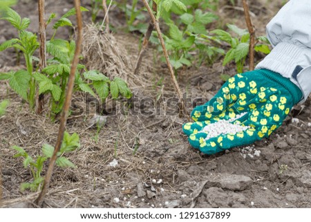 Similar – Image, Stock Photo Raspberry bush in the the farm