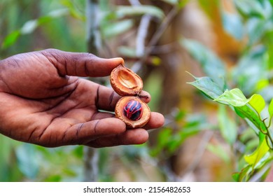 Farmer's Hand Holding A Fresh Nutmeg Fruit