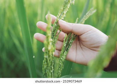 A Farmer's Hand Holding Rice Grains with Virtual Screen Analysis of Thai Agriculture, Showcasing Crop Health, Quality Standards, and Key Insights into Sustainable Farming Practices in Thailand - Powered by Shutterstock