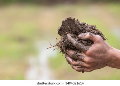 The Farmer's Hand Holding The Soil On His Rice Field.