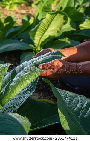 Farmer's hand holds tobacco leaves. Farmer Inspecting Tobacco Plant Leaves. Man hands touching tobacco leaf in tobacco farm to check quality and size before harvesting