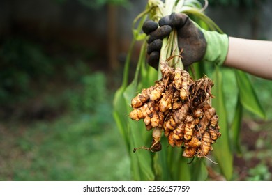 The farmer's hand holds the turmeric that has just been dug and harvested                                           - Powered by Shutterstock