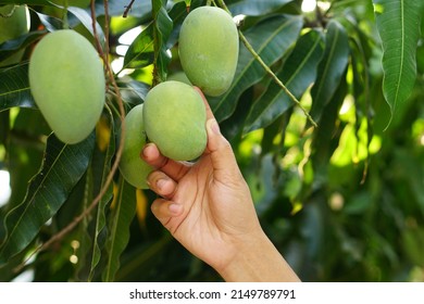 Farmer's Hand Picking Mangoes In The Tree