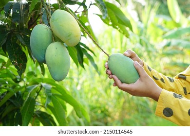 Farmer's Hand Picking Mangoes In The Tree