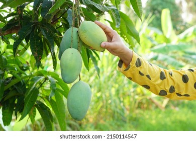 Farmer's Hand Picking Mangoes In The Tree