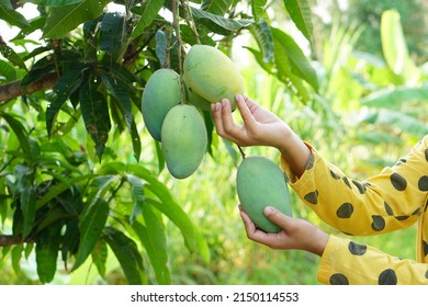 Farmer's Hand Picking Mangoes In The Tree