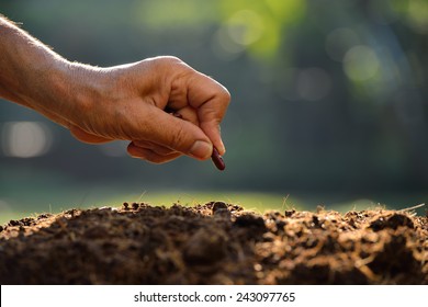 Farmer's Hand Planting A Seed In Soil