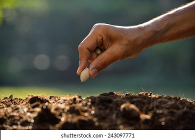 Farmer's Hand Planting A Seed In Soil