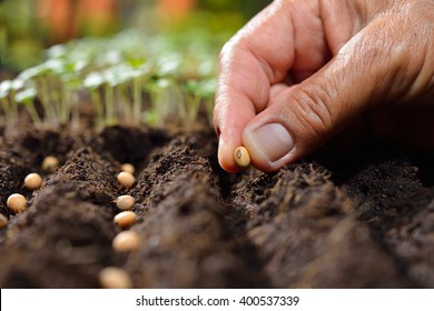 Farmer's Hand Planting Seed In Soil