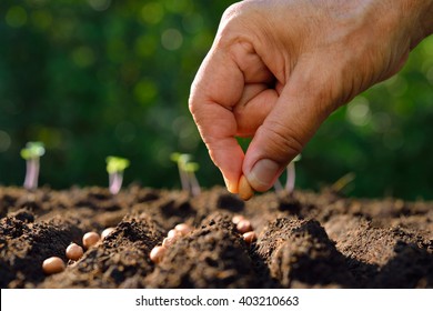 L'agriculteur plante ses semences à la main dans le sol
