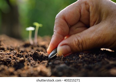 Farmer's Hand Planting Seed In Soil