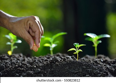 Farmer's hand planting a seed in soil - Shutterstock ID 550823812