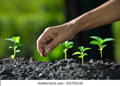 Farmer's hand planting a seed in soil - Shutterstock ID 551701510