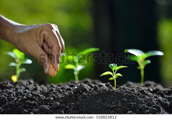 Farmer\'s hand planting a\
seed in soil