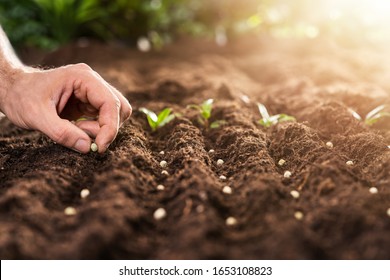 Farmer's Hand Planting Seeds In Soil In Rows - Shutterstock ID 1653108823