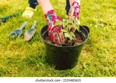 Farmers Hand Planting Tomato Seedlings Seedling Stock Photo 2155483655 ...