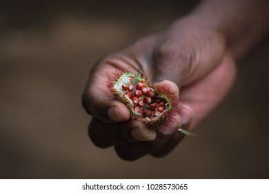 farmers hand presenting the achiote fruit - also called lipstick fruit - which contains red annatto seeds with a soft focus in the background