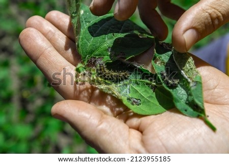 A farmer's hand shows a damaged soybean leaf with Vanessa cardui burdock caterpillar