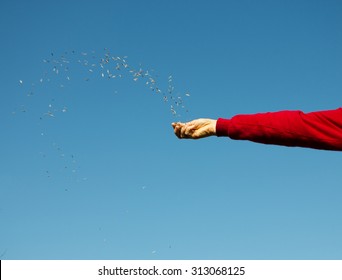 Farmers Hand Spreading Oat Seeds