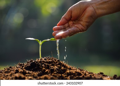 Farmer's Hand Watering A Young Plant