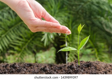 Farmer's Hand  Watering Young Tree Over Green Background.