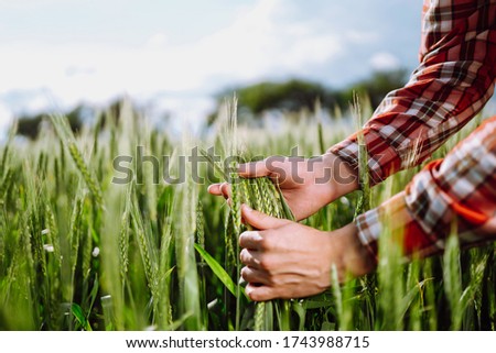 Farmer's hands checking the quality of ears of  young green wheat. Ripening ears of wheat field. Green wheat field.