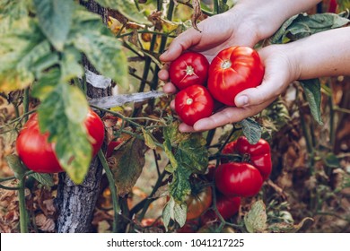Farmers hands with freshly harvested tomatoes. Freshly harvested tomatoes in hands. Young girl hand holding organic green natural healthy food. Woman hands holding tomatoes.