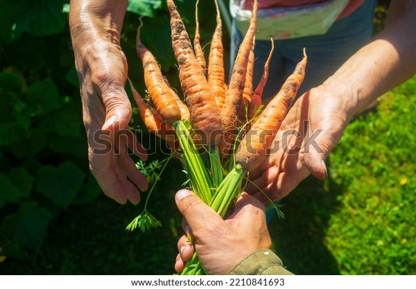 Farmer\'s hands with a harvest of carrots in the\
garden. Plantation work. Autumn harvest and healthy organic food\
concept close up.