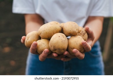 Farmers hands holding bunch of potatoes on farm at sunset. Healthy lifestyle. Farmer field. Nature farming. - Powered by Shutterstock