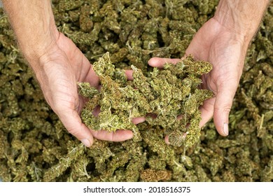 farmer's hands holding cannabis buds and inflorescences, legal hemp production and cbd
