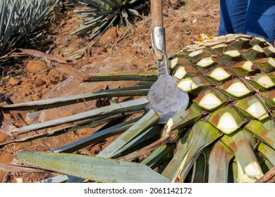 Farmer's Hands With Jima Tool To Cut The Agave Plants For The Production Of Tequila