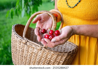 Farmer's Hands Offering Freshly Picked Red Cherries with Woven Basket on a Sunny Spring Day - Powered by Shutterstock