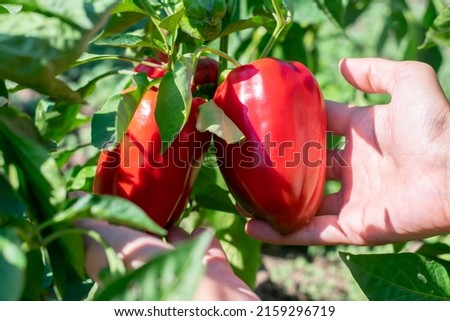 Farmer's hands are picking red ripe bell peppers from bush with green leaves on vegetable bed on sunny day. Organic eco veggies cultivation and harvesting in garden.