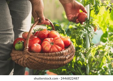 Farmer's hands picking tomatoes into basket. Fresh tomato harvesting from the bush. Work in bio organic garden. - Powered by Shutterstock