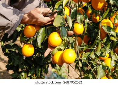 Farmer's hands using pruning shears to harvest fresh ripe navel oranges from tree in sunny citrus orchard, agricultural fruit picking concept
