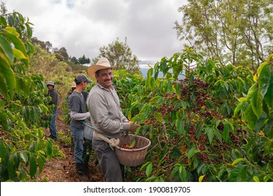 Farmers harvest coffee on coffee plantations, Jalapa, Guatemala
