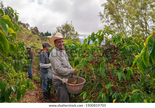 Farmers harvest coffee on coffee plantations,\
Jalapa, Guatemala