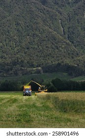 Farmers Harvest A Crop Of Triticale For Silage On A West Coast Dairy Farm, South Island, New Zealand