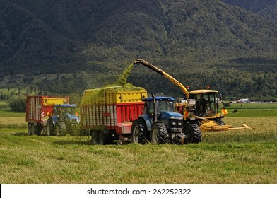 Farmers Harvest A Crop Of Triticale For Silage On A West Coast Dairy Farm, South Island, New Zealand