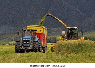 Farmers Harvest A Crop Of Triticale For Silage On A West Coast Dairy Farm, South Island, New Zealand