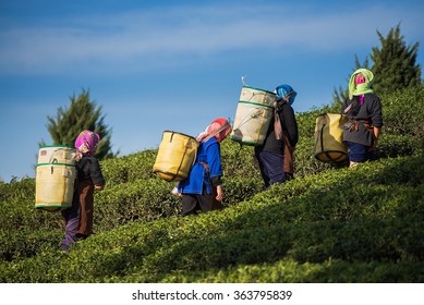 Farmers Harvest Oolong Tea Leaves In A Tea Plantation On The Morning Time