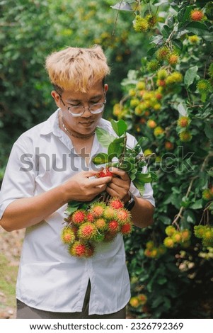 Farmers harvest rambutans in organic orchards. Organic Fruit Agriculture Concept, Bangkok, Thailand