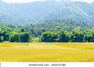 Farmers Harvest Rice Fields Mountainous Laos Stock Photo 1626151180 ...