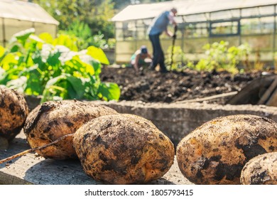 Farmers Harvest Their Organic Potatoes From A Small Garden Plot.