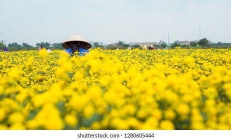 153 Quynh Flower Images, Stock Photos & Vectors | Shutterstock