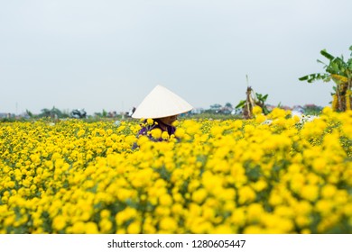 153 Quynh Flower Images, Stock Photos & Vectors | Shutterstock