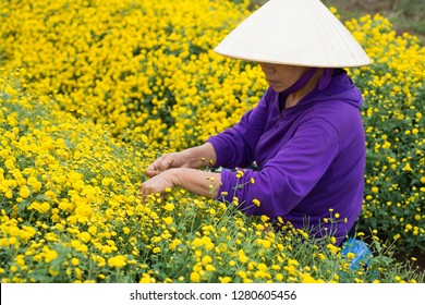 153 Quynh Flower Images, Stock Photos & Vectors | Shutterstock