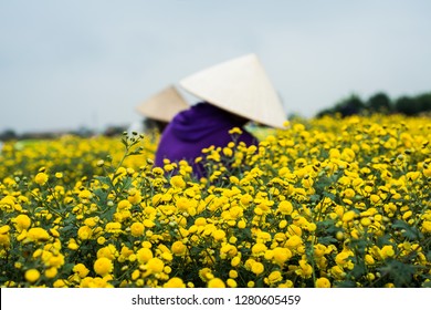 153 Quynh Flower Images, Stock Photos & Vectors | Shutterstock