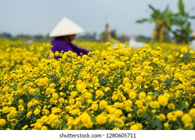 153 Quynh Flower Images, Stock Photos & Vectors | Shutterstock