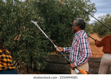 Farmers are harvesting olives using electric olive harvesters, working together in the orchard during the olive harvest season - Powered by Shutterstock